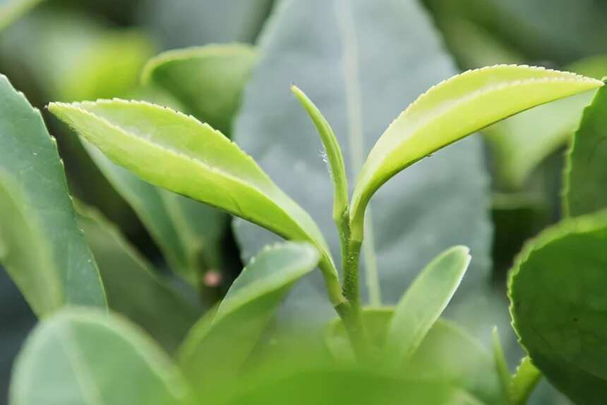 什么是古树茶、大树茶、小树茶？