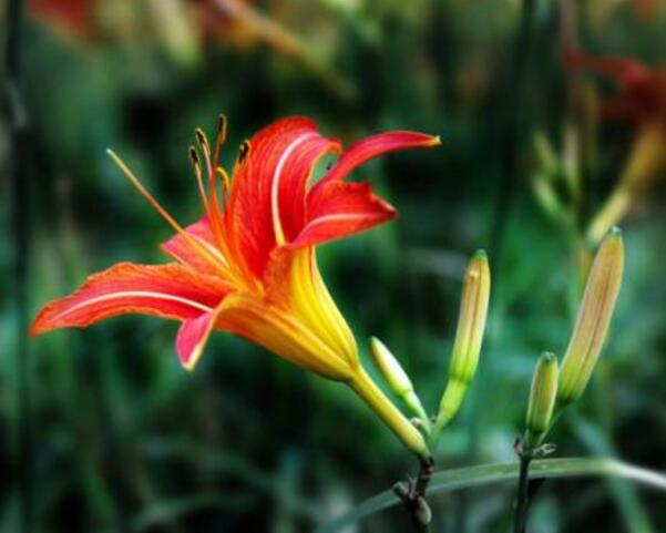 野百合花的花语是什么意思 幸福又将回来