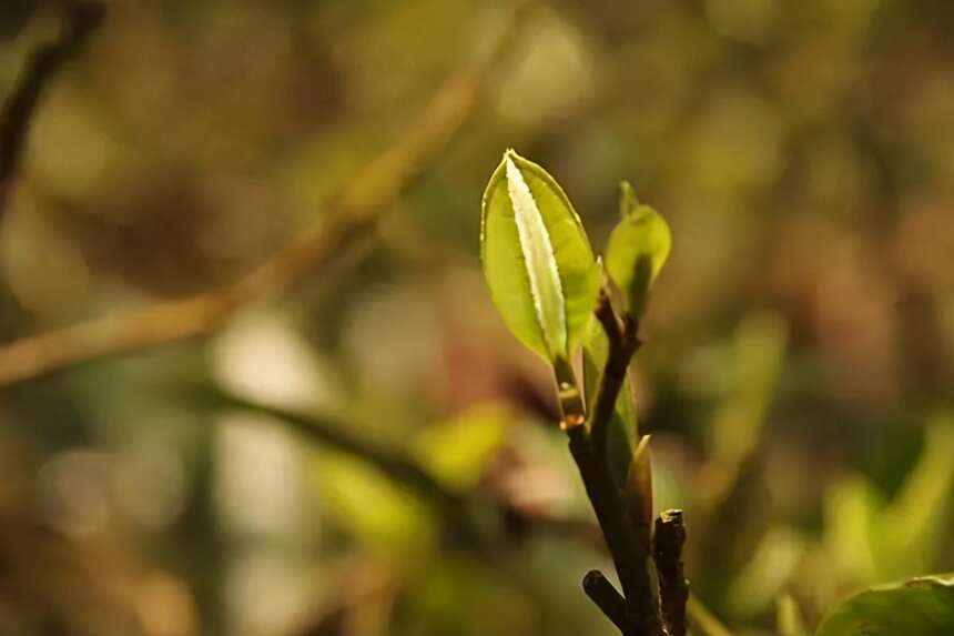 什么是古树茶、大树茶、小树茶？