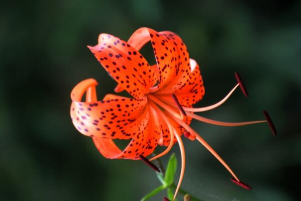 野百合花的花语是什么意思 幸福又将回来