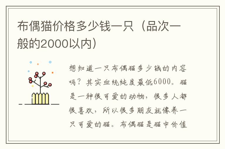 布偶猫价格多少钱一只（品次一般的2000以内）