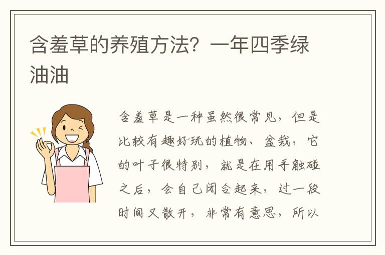 含羞草的养殖方法？一年四季绿油油