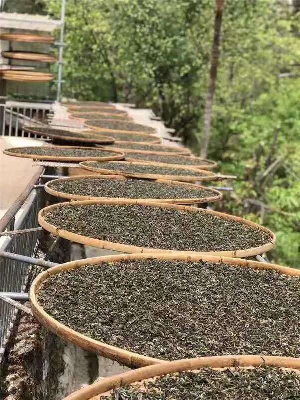 普洱生茶是紧压茶好还是散装茶好？