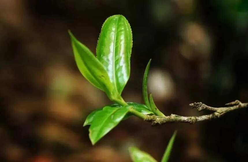 影响普洱茶品质的因素有哪些？（影响普洱茶品质的几大因素）