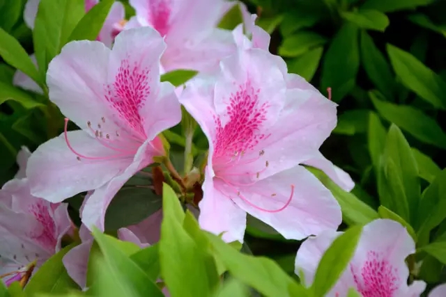 杜鹃花语 尽有这层寓意