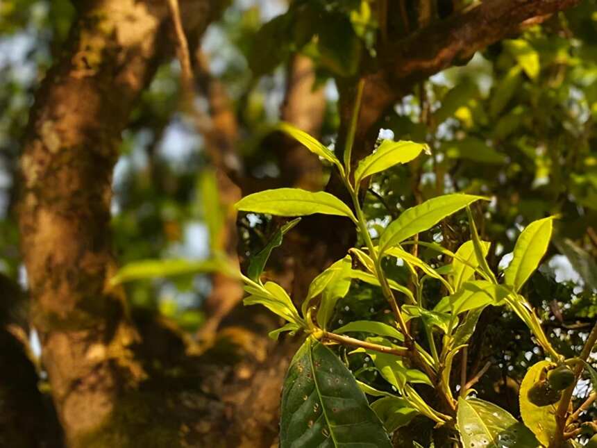 什么是古树茶、大树茶、小树茶？