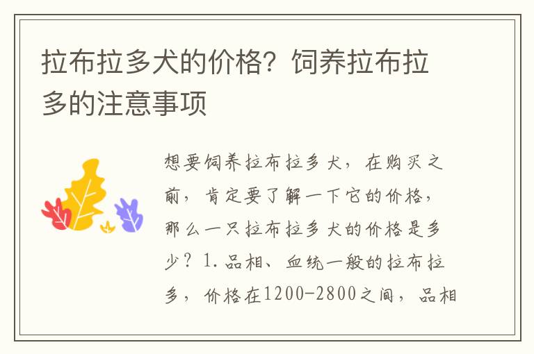 拉布拉多犬的价格？饲养拉布拉多的注意事项