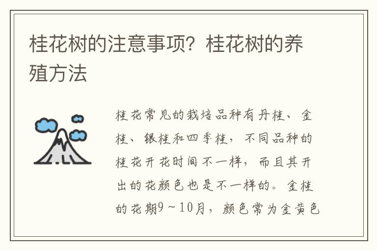 桂花树的注意事项？桂花树的养殖方法