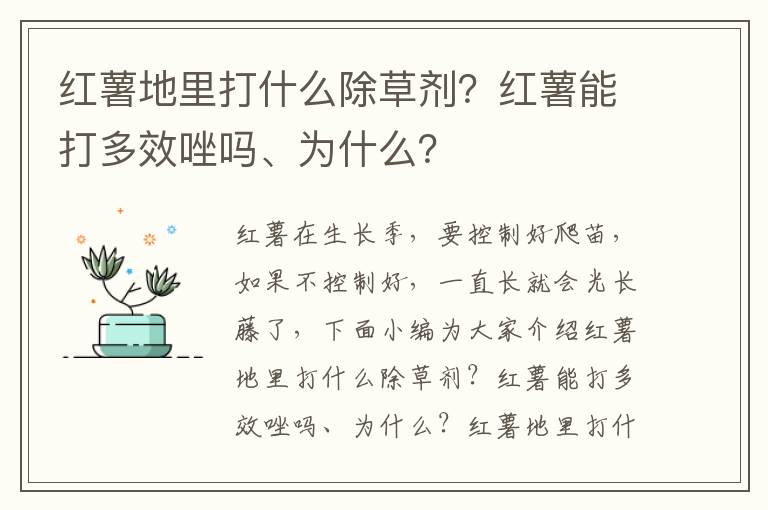 红薯地里打什么除草剂？红薯能打多效唑吗、为什么？